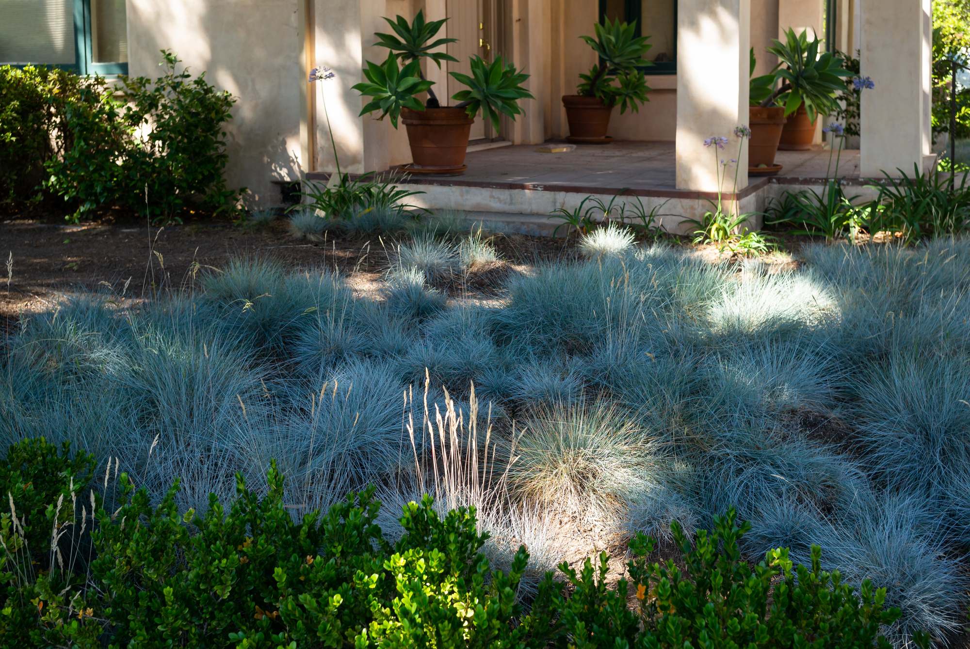 Native Plants